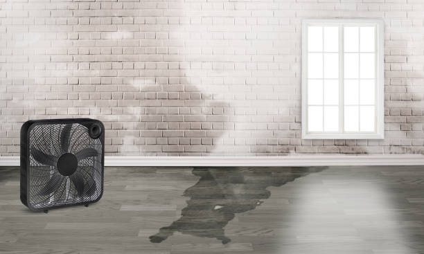 Best Carpet water damage restoration  in Reedsville, WI